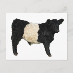 Extravagant ein Oreo? Galloway Cow Postkarte