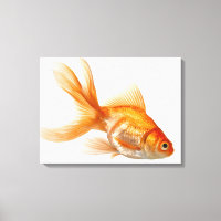 Extravagant Goldfish
