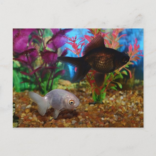 Extravagant Goldfish Lionhead Black Moor Postkarte (Vorderseite)