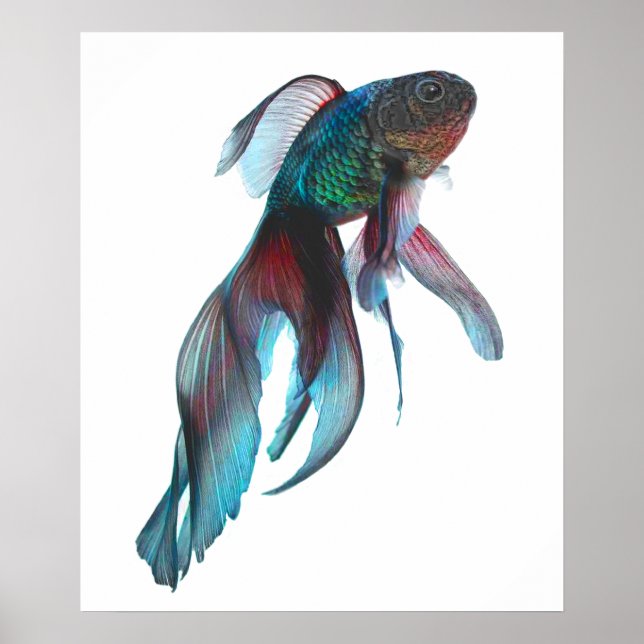 Extravagant Goldfish Poster (Vorne)
