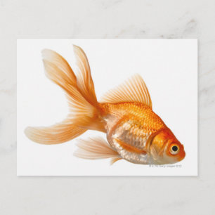 Extravagant Goldfish Postkarte