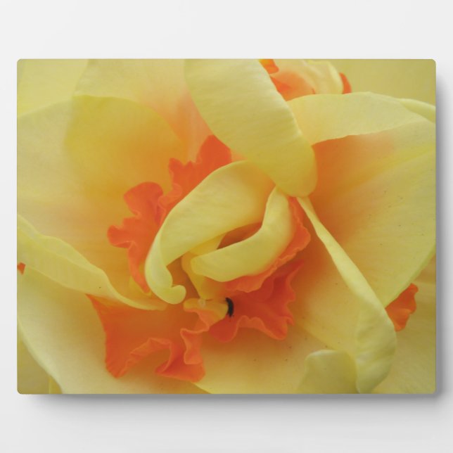 Extravagante Daffodil Plaque Fotoplatte (Vorderseite)