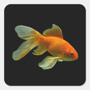 Extravagante Goldfish Stickers