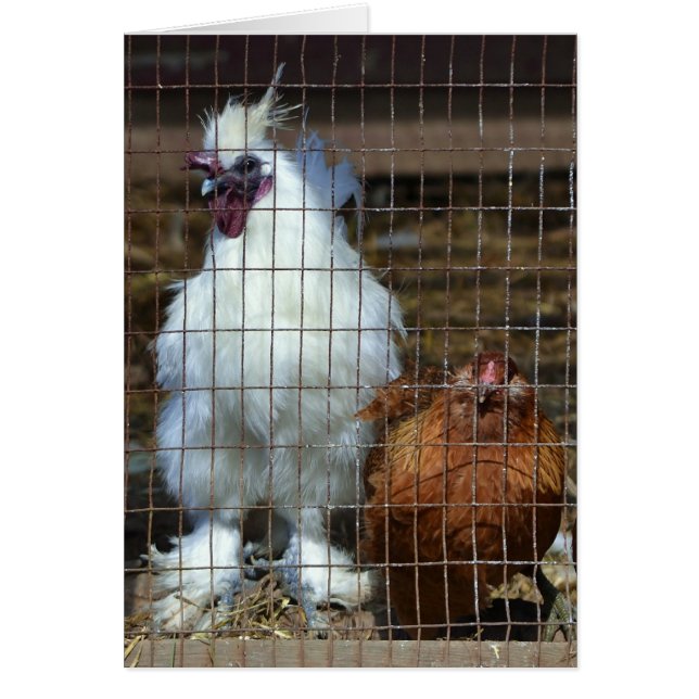 Extravagante Hühner (Vorne)