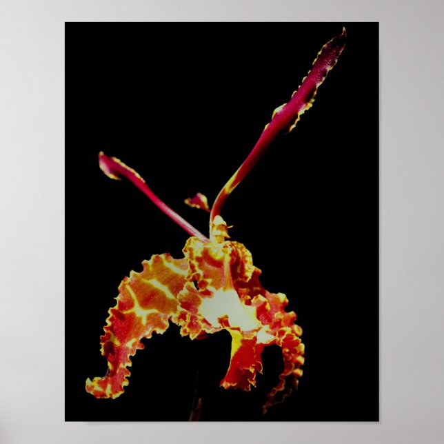Extravagante Orchid-Blume Poster (Vorne)