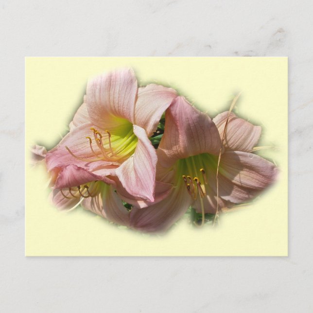 Extravagante rosa Taglilien Postkarte (Vorderseite)