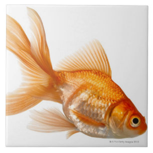 Extravaganter Goldfish Fliese