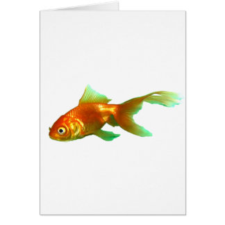 Extravaganter Schwanz