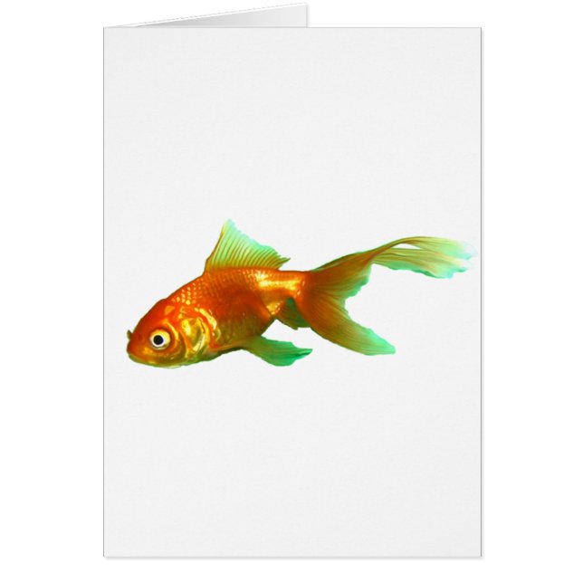 Extravaganter Schwanz (Vorne)