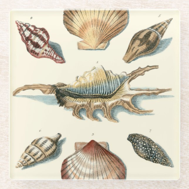 Extravaganter Strand der Muschel Glasuntersetzer (Vorderseite)