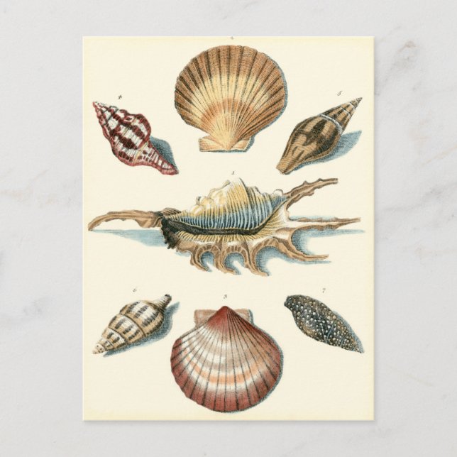 Extravaganter Strand der Muschel Postkarte (Vorderseite)