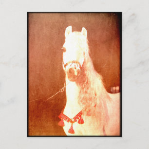 Extravaganter White Circus Pony Vintag Sinti und R Postkarte