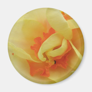 Extravagantes Daffodil Magnet
