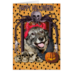 Extravagantes - Norweger Elkhound - Salsman