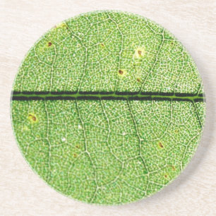 Extrem grünes Blatt Sandstein Untersetzer