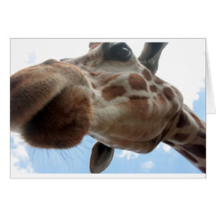 Extreme Giraffe
