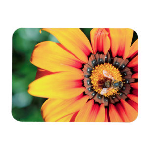 Extreme Nah-up einer Biene, die Pollen sammelt Magnet