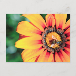 Extreme Nah-up einer Biene, die Pollen sammelt Postkarte