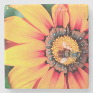 Extreme Nah-up einer Biene, die Pollen sammelt Steinuntersetzer