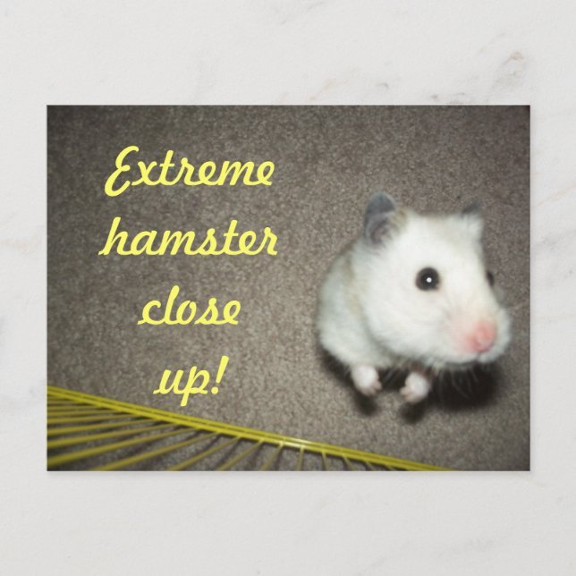 ExtremHamster Nahe Postkarte (Vorderseite)