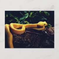 Eyelash Viper, Mexiko und Kalifornien