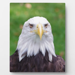 Eyes of an Eagle Fotoplatte