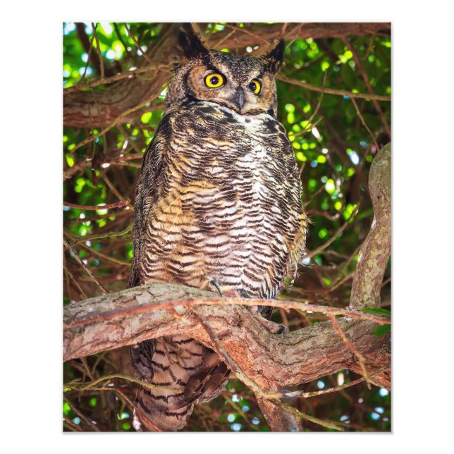 Eyes of the Night: Great Horned Owl Fotodruck (Vorne)