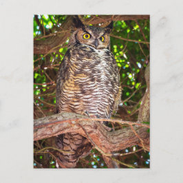 Eyes of the Night: Great Horned Owl Postkarte