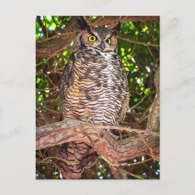 Eyes of the Night: Great Horned Owl Postkarte (Vorderseite)