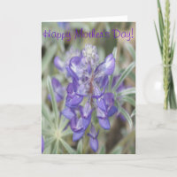 F0018 Lila Wildblumen Jährliche Lupine
