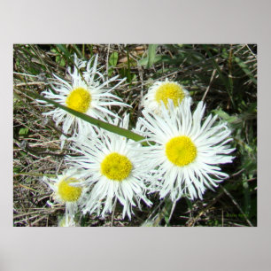 F10 Weiße Wildblumen Büschelblättriges Berufkraut Poster