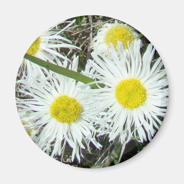 F10 Weiße Wildblumen Tufted Fleabane Magnet (Vorne)
