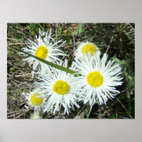F10 Weiße Wildblumen Tufted Fleabane