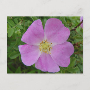 F11 Prairie-Wildrose "Rosa arkansana" Postkarte