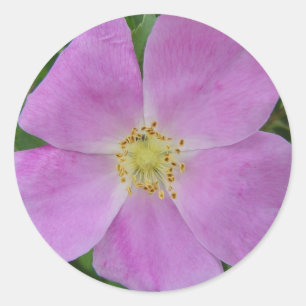 F11 Prärie-Wildrose "Rosa arkansana" Runder Aufkleber