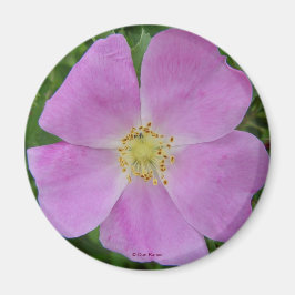 F11 Wilde Rose "Rosa arkansana" Magnet