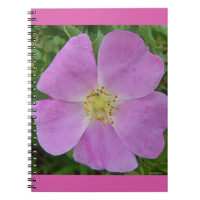 F11 Wilde Rose "Rosa arkansana" Notizblock (Vorderseite)