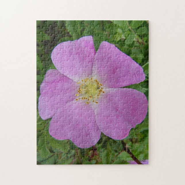 F11 Wilde Rose "Rosa arkansana" Puzzle (Vertikal)
