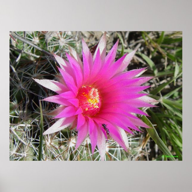 F12 Ball Cactus ‚Escobaria vivipara‘ Poster (Vorne)