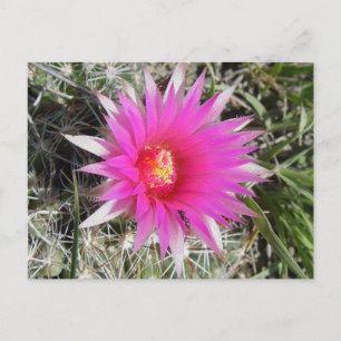 F12 Kugelkaktus-Blüte "Escobaria vivipara" Postkarte