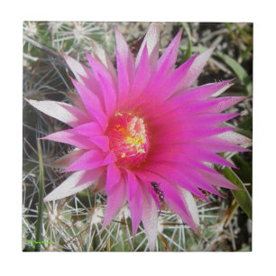 F12 Kugelkaktus "Escobaria vivipara" Fliese