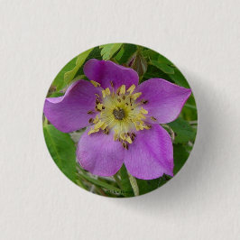 F13 Alberta Wilde Rose Prickly Rose Button