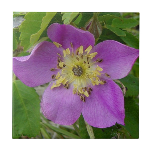 F13 Alberta Wilde Rose Prickly Rose Fliese (Vorderseite)