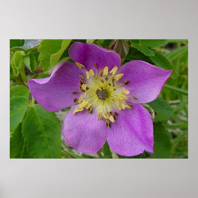 F13 Prickley Rose Alberta Wild Rose Poster (Vorne)