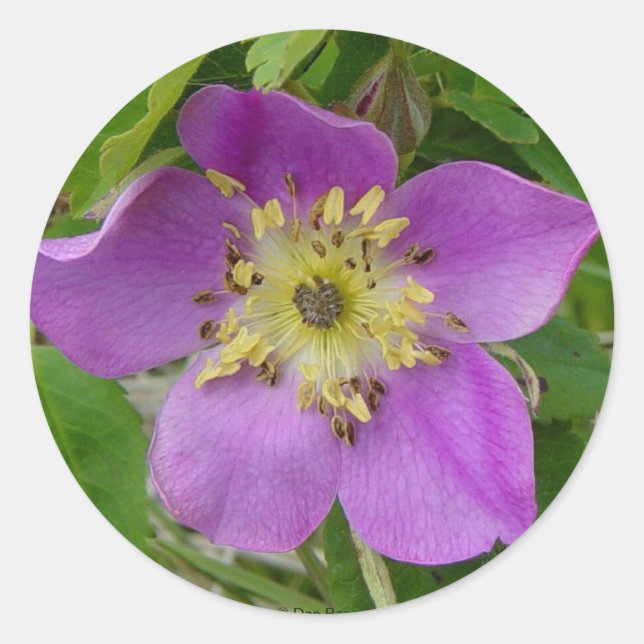 F13 Prickley Rose Alberta Wild Rose Runder Aufkleber (Vorderseite)