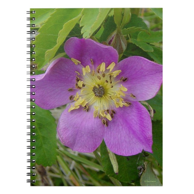 F13 Wilde Rose Alberta Wilde Rose Notizblock (Vorderseite)
