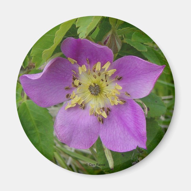 F13 Wilde Rose Alberta Wilde Rose Prickly Rose Magnet (Vorne)