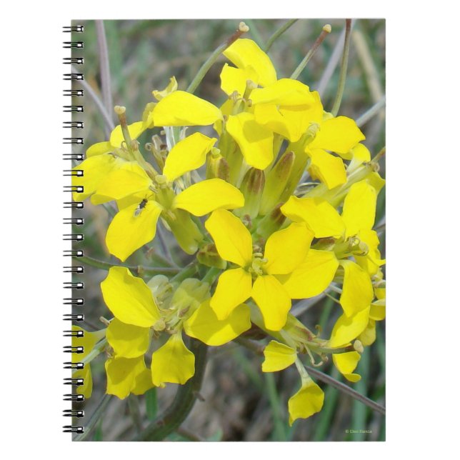 F14 Gelbe Wildblumen Notizblock (Vorderseite)