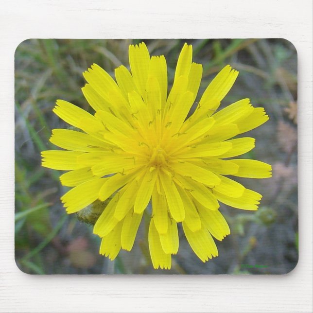 F16 Gelbe Wildblume King Devil Mousepad (Vorne)