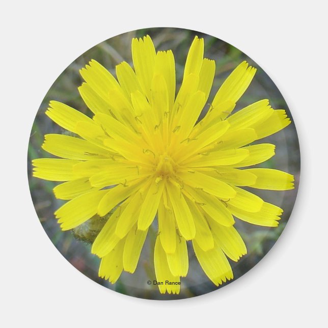 F16 Gelbe Wildblume Magnet (Vorne)
